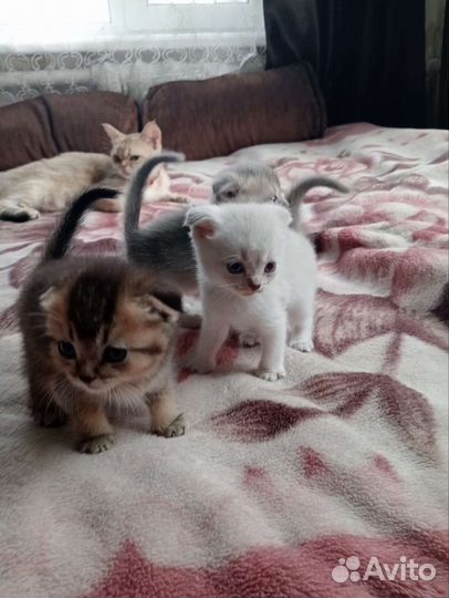 Британские котята