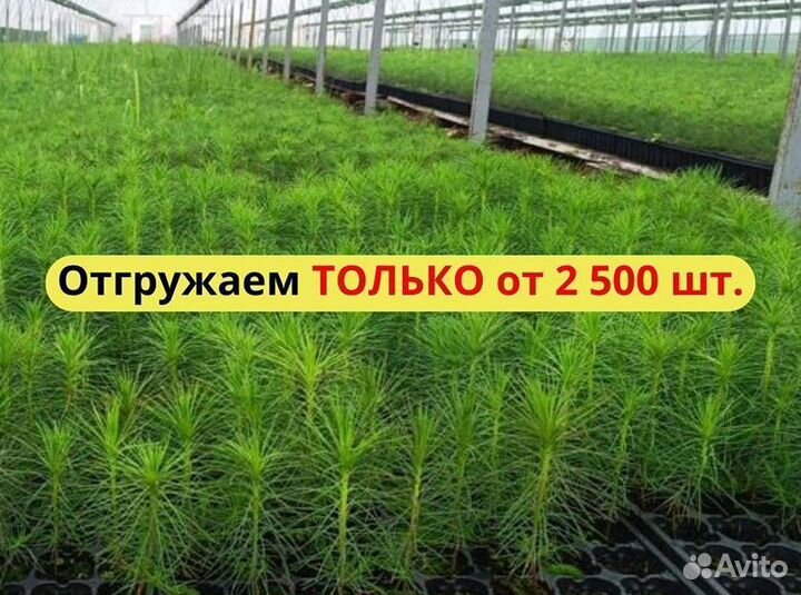 Саженцы сосны зкс оптом