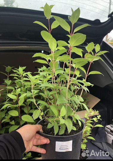 Гортензия Пинк Леди и другие