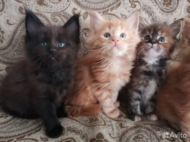 Мейн-кун котята