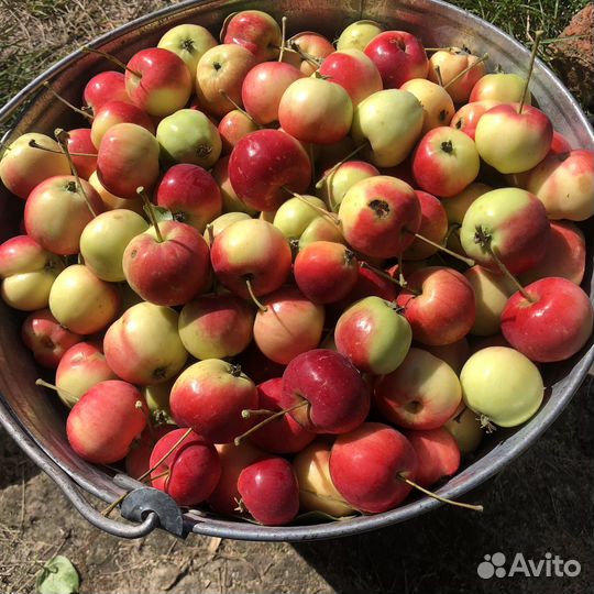 Ранетки. Ведро 10 л. 500