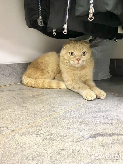 Шотландский кот кастрированный