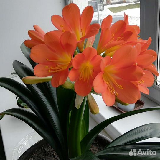 Гемантус, малочай