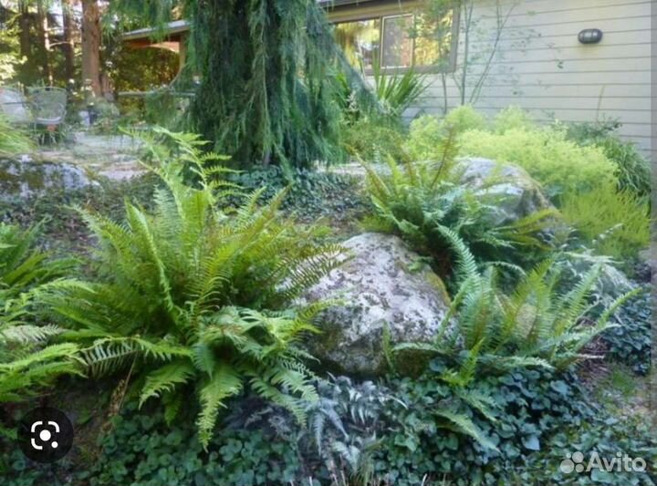 Папоротник