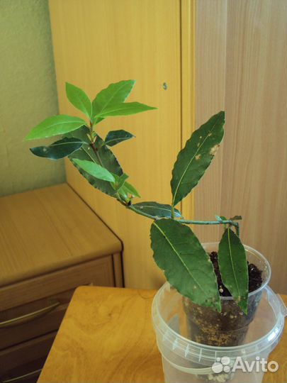 Лавр благородный (Laurus nobilis) саженцы