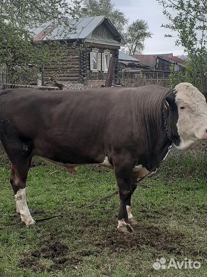 Быки на мясо