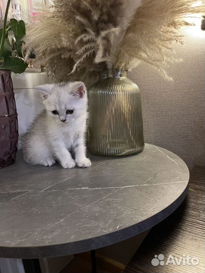 Шотладские котята