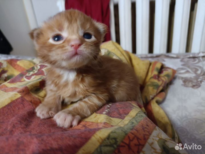 Новогодний Мейн кун