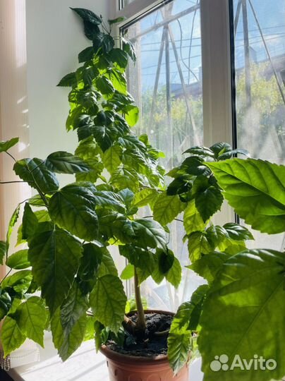 Гибискус китайская роза