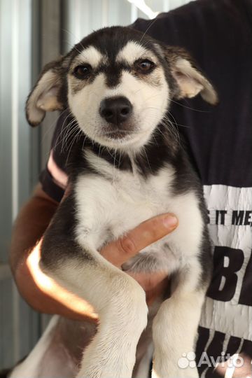 Помесь хаски щенок