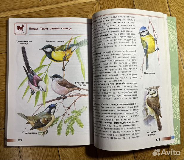 Школьные книги