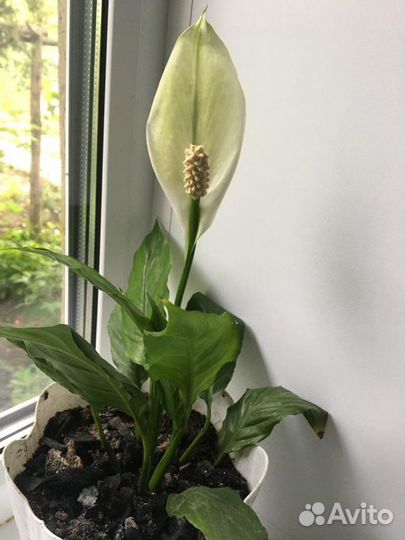 Спатифиллум