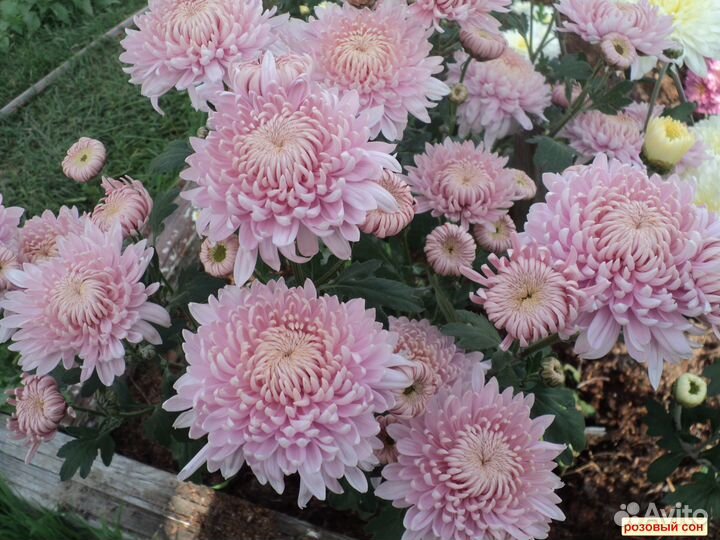 Хризантемы