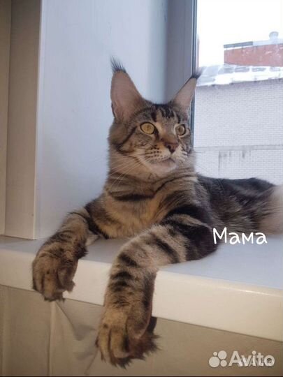 Котята мейн-кун