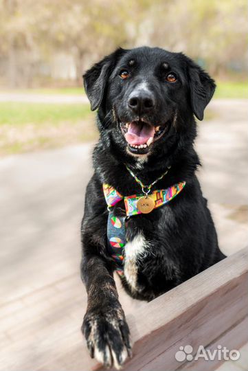 Собака в добрые руки