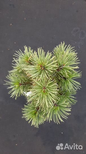 Сосна горная 5 сортов