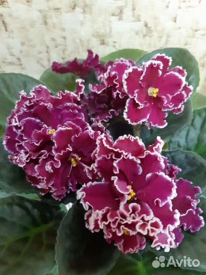 Фиалки почтой