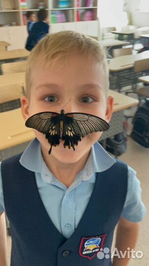 Шоу бабочек - мастер класс с живыми бабочками