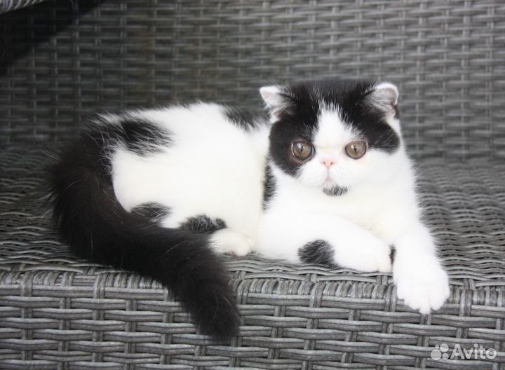 Глазастики