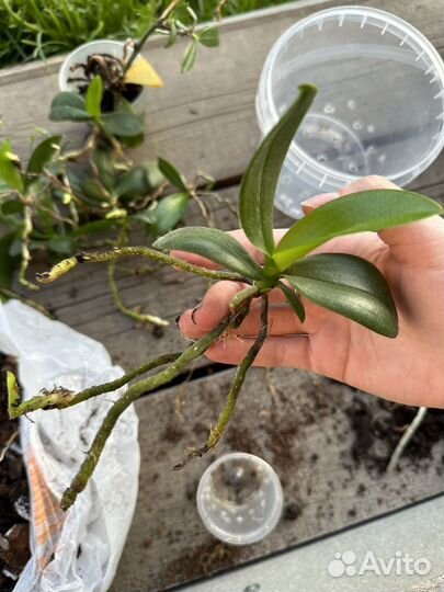 Орхидея детка