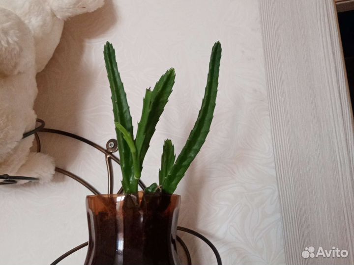 Стапелия, суккулент