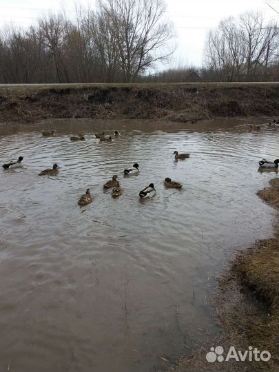 Утки подсадные для охоты