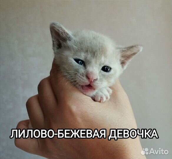 Котята Европейской Бурмы