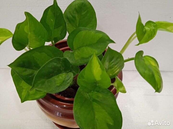 Сциндапсусы