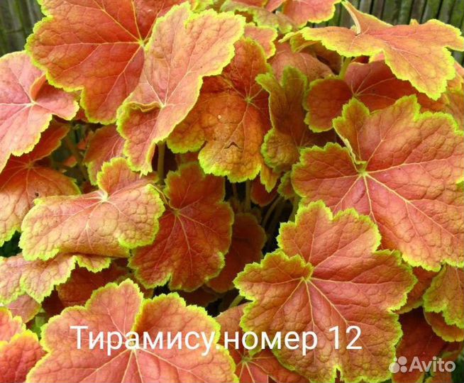 Гейхеры