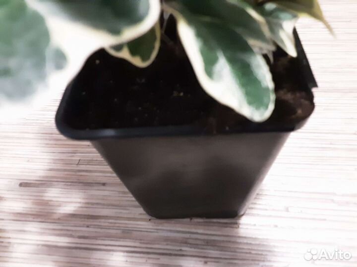 Фикус триангулярис