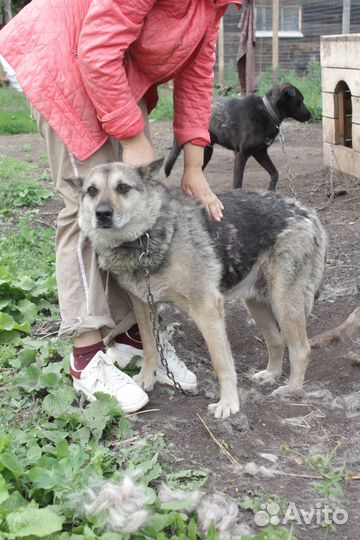 Стерилизованная собака