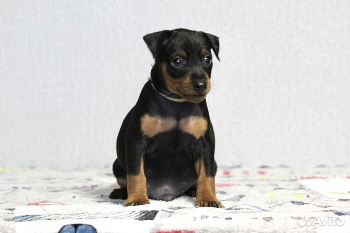 Цвергпинчер