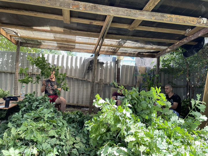 Веники дубовые оптом