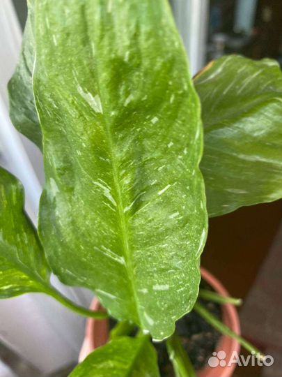 Комнатные растения