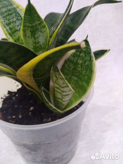 Сансевиерия ханни маргината