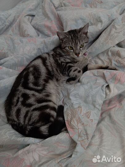 Вязка кошечки