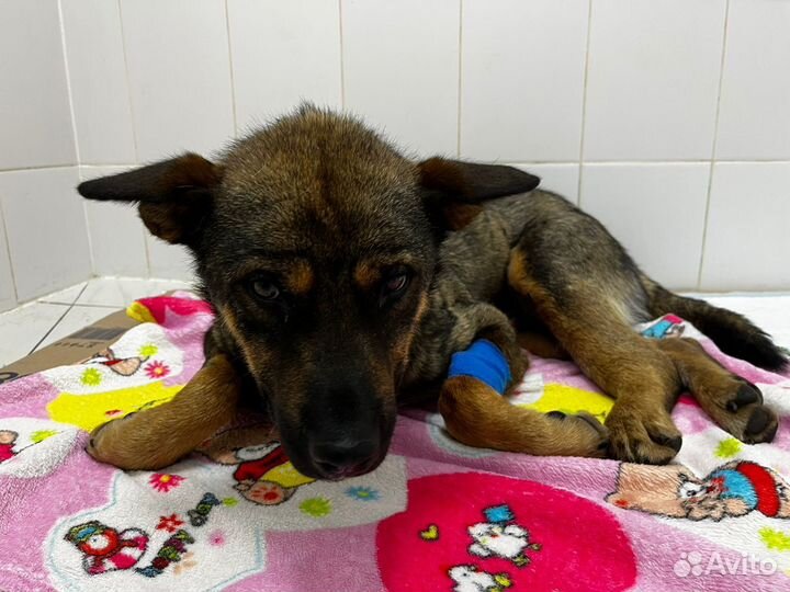 Собаке нужен дом