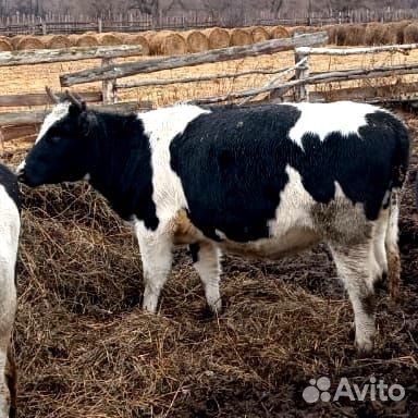 Продам тёлок 12голов