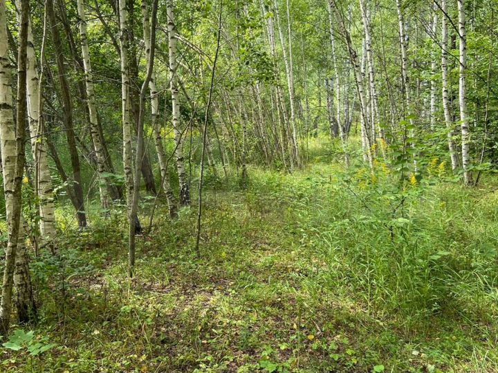 Участок 11,3 сот. (ИЖС)