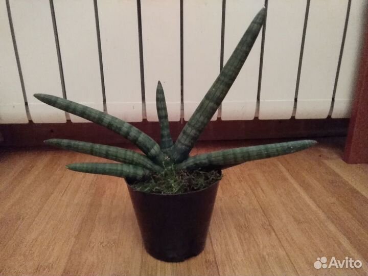 Сансевиерия цилиндрика Bonselensis