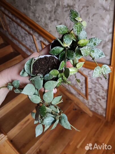 Хойя эскимо