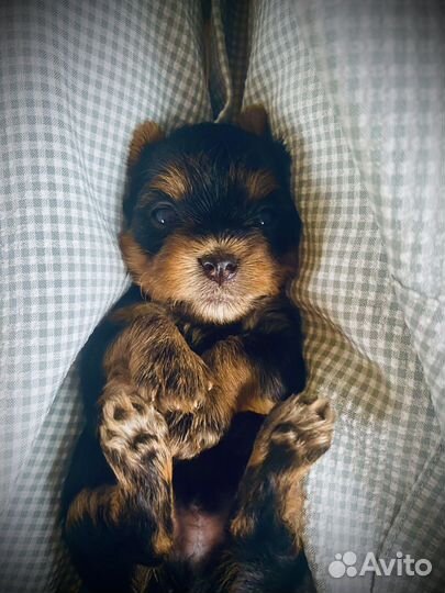 Йоркширский терьер щенки