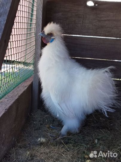 Петух китайский шелковый