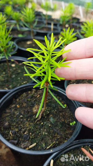 Пихта Нордмана