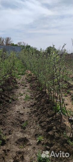 Деревья Яблоки