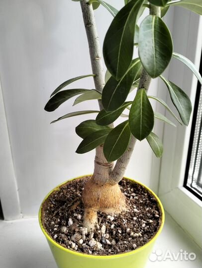 Адениум обесум