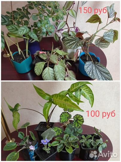 Продам цветы комнатные