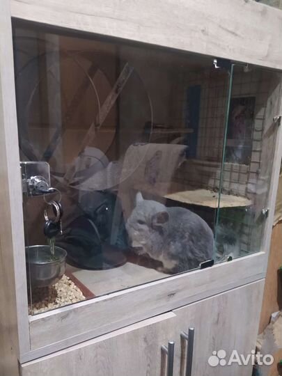 Витрина +3 шинишиллы