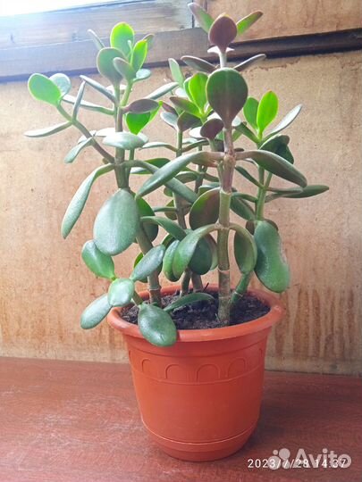 Красула -толстянка (денежное дерево)