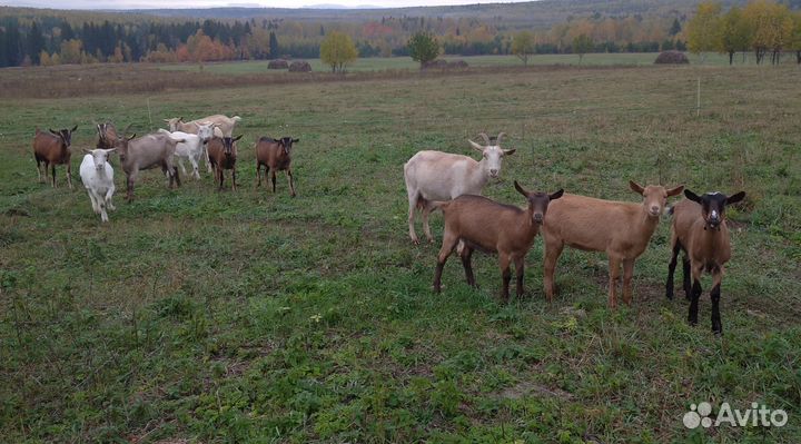 Козы альпийские